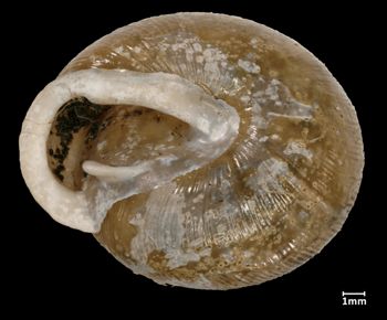 Media type: image;   Malacology 94130 Aspect: oblique apertural